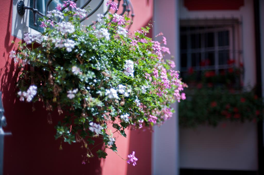 Malonno B&B Il Pettirosso المظهر الخارجي الصورة